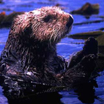 Click here for full story on parasites killing sea otters.