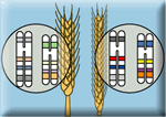 Introduction to Genetic Diversity in Agriculture Logo