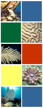 assorted coral images