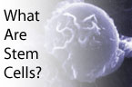 What Are Stem Cells? Learn About Stem Cell Basics.