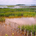 Click here for full story on  NOAA's use of water level data for marshland restoration.