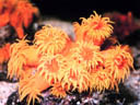 Picture of coral colony