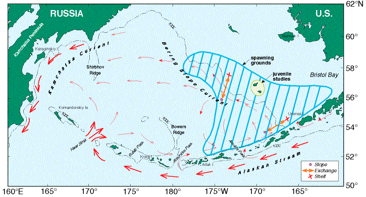 Spawning Grounds of Bering Sea Walleye Pollock