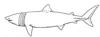 Click here for the NOAA sharks page.