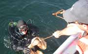 Diver preparing to dive and release tagged lingcod