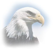 Photograph of a Bald Eagle's head.
