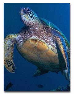 Picture of a Green Turtle