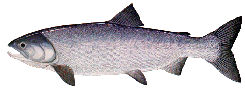 Female Chum Salmon