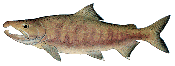 Male Chum Salmon