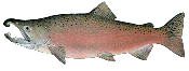Male Coho Salmon