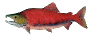 Male Sockeye Salmon