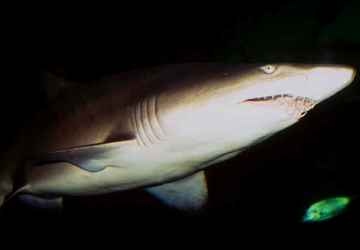 Image of a shark