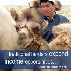 Click to Read More - Traditional herders expand income opportunities (Photo of Ikhbayar, a camel herder, and his camel)