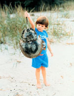 Child holding up horseshoe crab