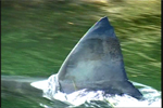 Picture of Great White Shark Fin