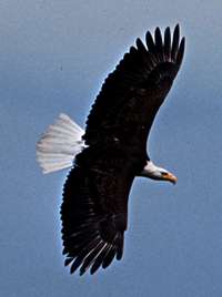 Eagle (Photos courtesy of U.S. Fish and Wildlife Service.)