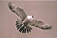 Perigrine falcon (Photos courtesy of U.S. Fish and Wildlife Service.)