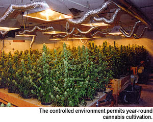 photo - The controlled environment permits year-round cannabis cultivation.