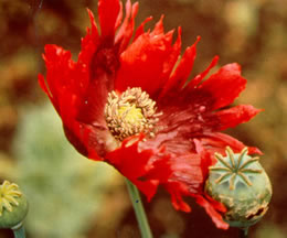 photo - poppy flower