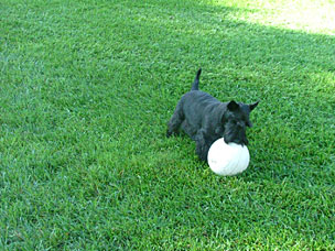 Picture of Barney 2004-9-28