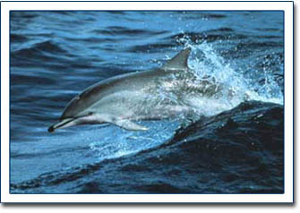 Clymene dolphin.  Photo by Keith Mullins, NOAA Fisheries