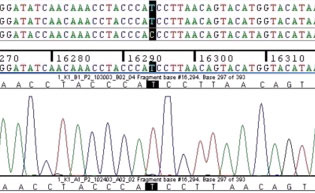 Graphic of nucleotide sequence data.