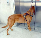 Photograph of bloodhound sniffing for human scent evidence