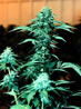 photo - marijuana plant