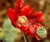 photo - opium poppy
