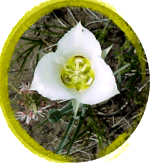 Photograph of a Mariposa Lily