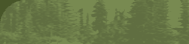 background graphic of conifers