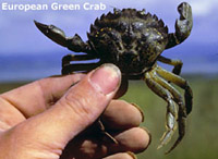European Green Crab