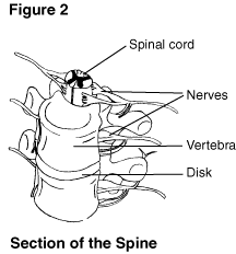 Illustration of Section of Spine