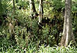 photo showing close-up of cypress knees