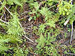 photo of fern forest floor