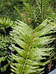 photo of a leather fern