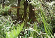 photo of pickerelweed, lillies and ferns