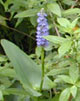 photo of pickerelweed and primrose