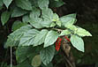 photo of the brazilian pepper plant