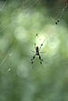 photo of a spooky spider on a spider web