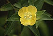 photo of a yellow flower, the primrose