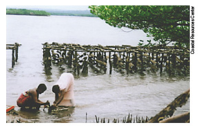 Women gathering seaweed in Mtwara, Tanzania