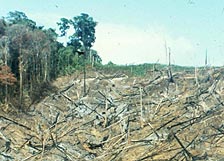 Photo: Forest degradation in Panama